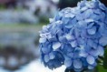 /album/catalogo-de-flores-e-plantas/hortensia-azul-jpg2/
